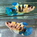 Live Female Betta Yellow Galaxy Koi Giants Plakat (TNK-A207) High quality What you see What you get!!