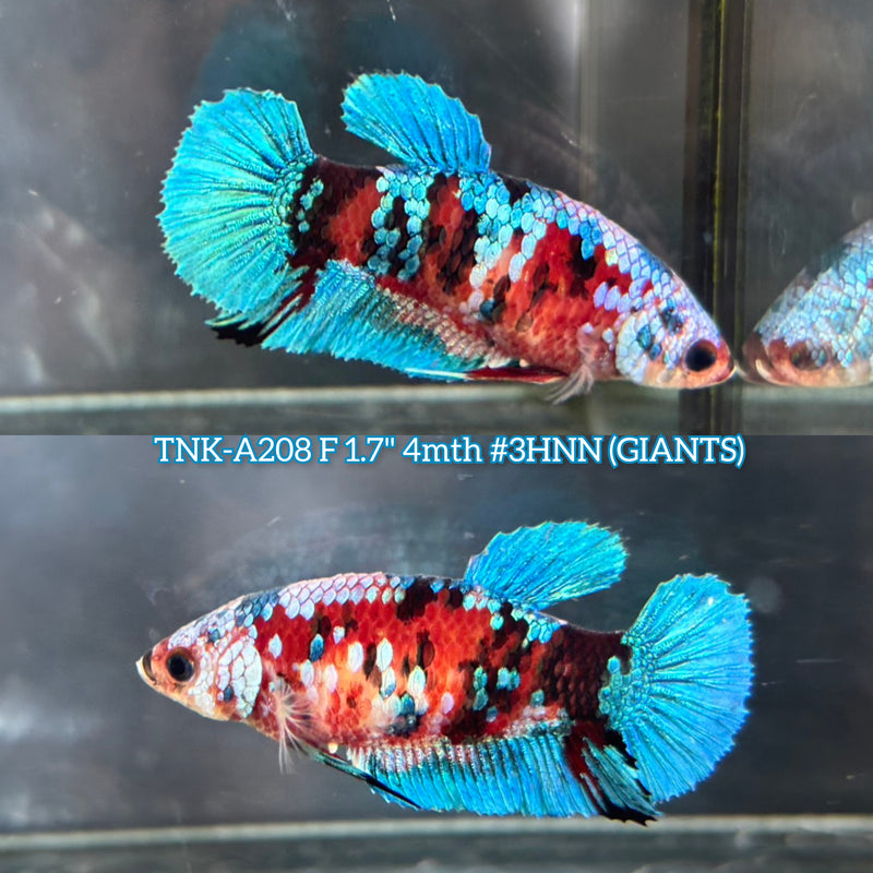 Live Female Betta Red Galaxy Koi Giants Plakat (TNK-A208)S162 High quality What you see What you get!!