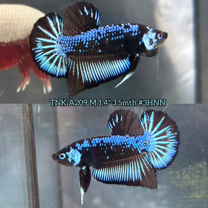 Live Male Betta Blue Black Mamba Plakat (TNK-A209)S253 High quality What you see What you get!!