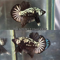 Live Male Betta Black Samurai Mamba Plakat (TNK-A210)S111 High quality What you see What you get!!
