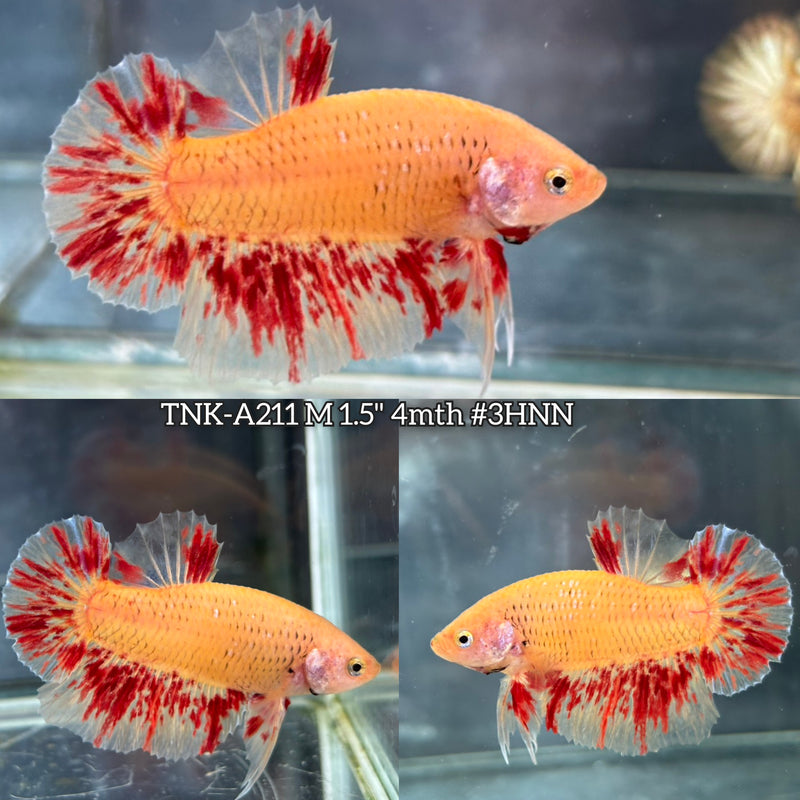 Live Male Betta Yellow Vanda Armageddon Plakat (TNK-A211)S045 High quality What you see What you get!!