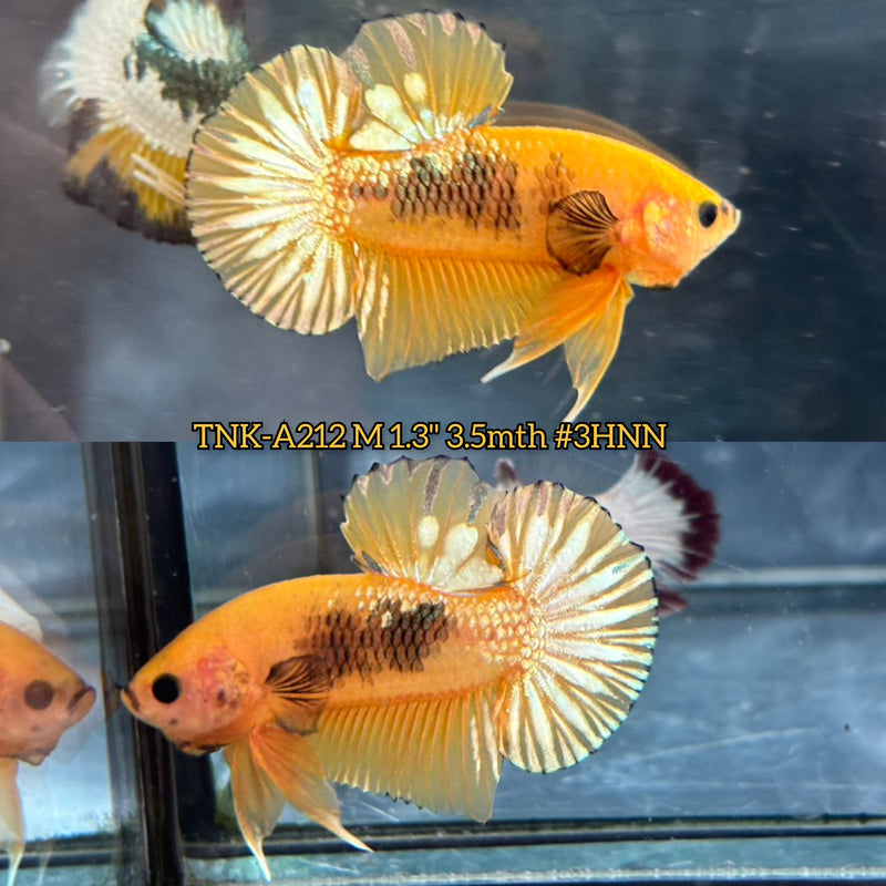 Live Male Betta Fancy Yellow Hellboy Startail Plakat (TNK-A212)S047 High quality What you see What you get!!