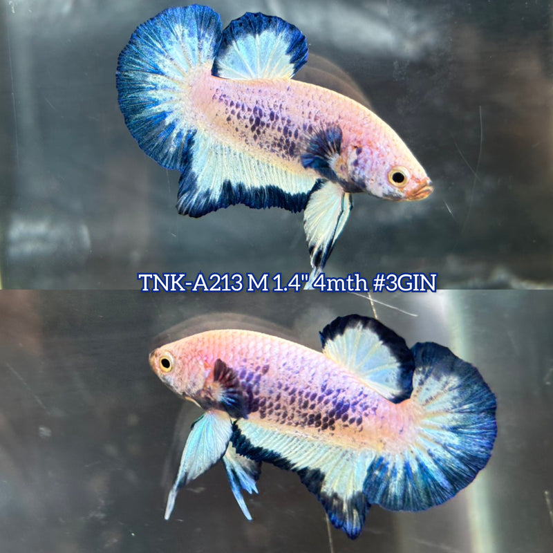 Live Male Betta Blue marble Plakat (TNK-A213)S048 High quality What you see What you get!!