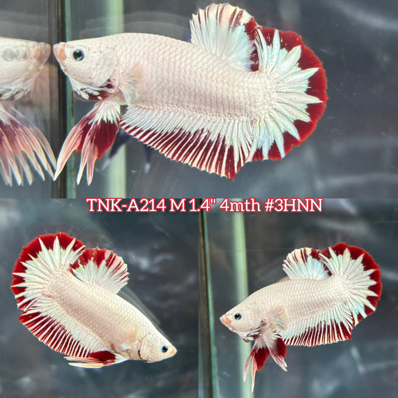 Live Male Betta Red Snow Dragon Plakat (TNK-A214)S116 High quality What you see What you get!!