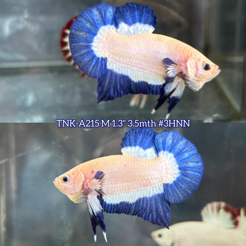 Live Male Betta Blue rim Marble Plakat (TNK-A215)S117 High quality What you see What you get!!