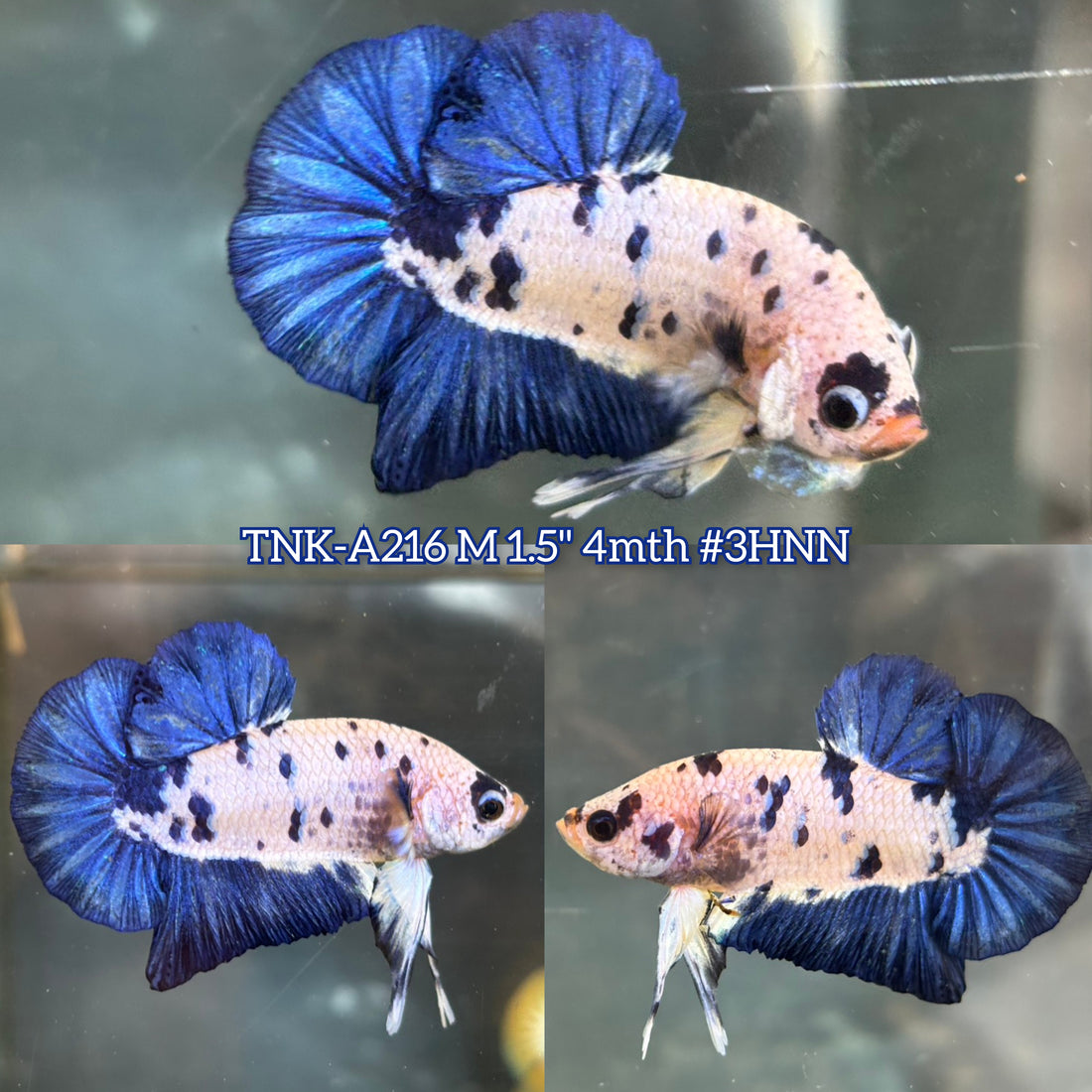 Live Male Betta Blue rim Marble Polkadot Plakat (TNK-A216) High quality What you see What you get!!