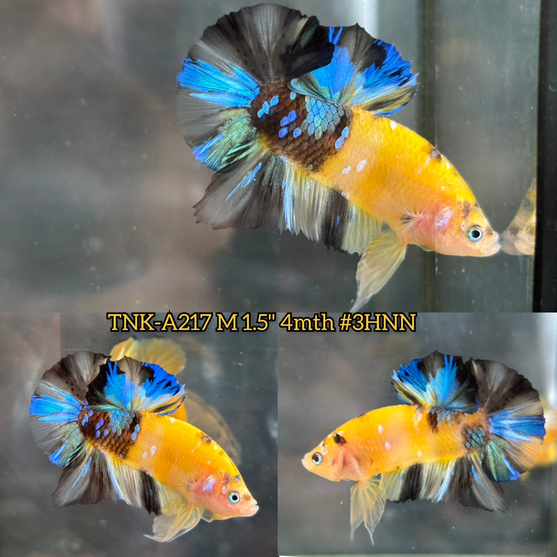 Live Male Betta Yellow Galaxy Koi Plakat (TNK-A217)S118 High quality What you see What you get!!