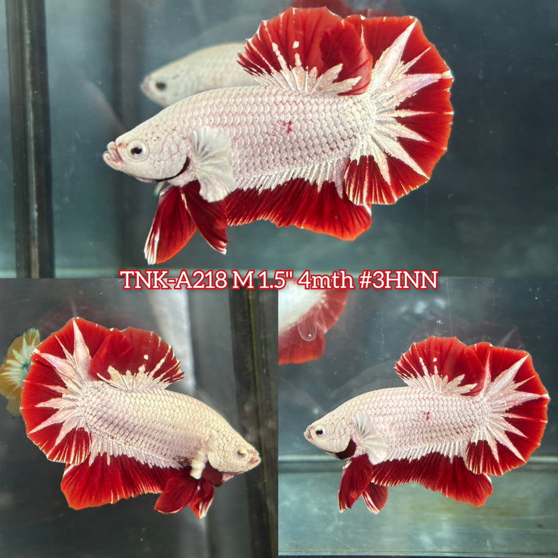 Live Male Betta Red Snow Dragon Plakat (TNK-A218)S119 High quality What you see What you get!!