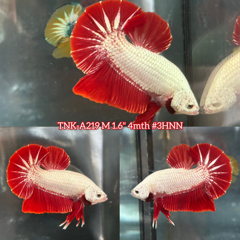 Live Male Betta Red Dragon Plakat (TNK-A219)S190 High quality What you see What you get!!