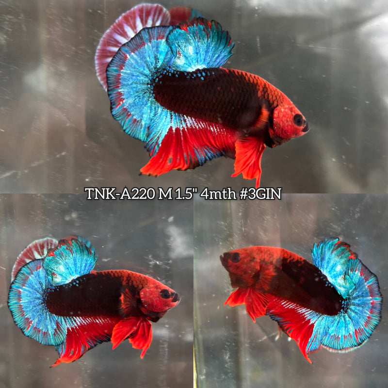 Live Male Betta Fancy Red Black Hellboy Plakat (TNK-A220)S191 High quality What you see What you get!!