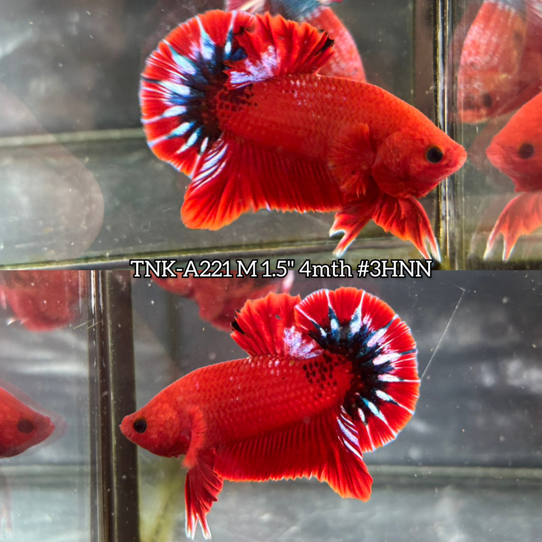 Live Male Betta Fancy Red Hellboy Startail Plakat (TNK-A221) High quality What you see What you get!!