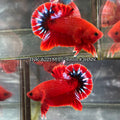 Live Male Betta Fancy Red Hellboy Startail Plakat (TNK-A221) High quality What you see What you get!!