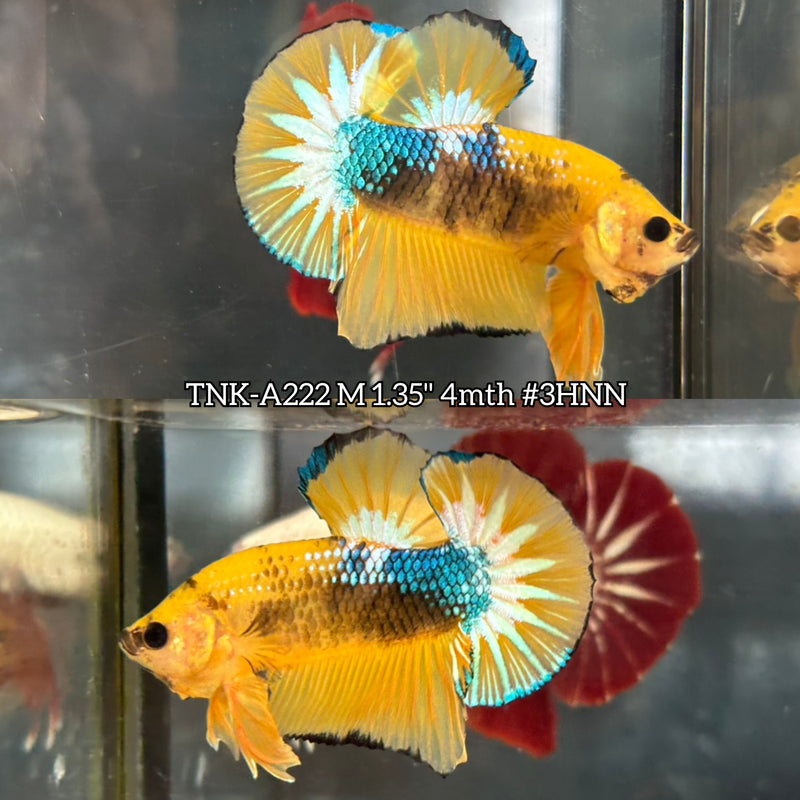 Live Male Betta Fancy Yellow Hellboy Startail Plakat (TNK-A222)S185 High quality What you see What you get!!