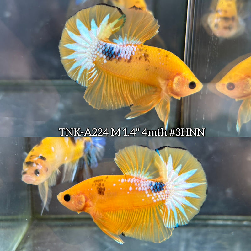 Live Male Betta Fancy Yellow Hellboy Startail Plakat (TNK-A224)S196 High quality What you see What you get!!