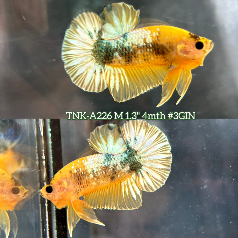Live Male Betta Fancy Yellow Hellboy Startail Plakat (TNK-A226)S199 High quality What you see What you get!!