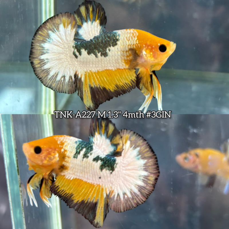 Live Male Betta Fancy Yellow Hellboy Startail Plakat (TNK-A227)S126 High quality What you see What you get!!