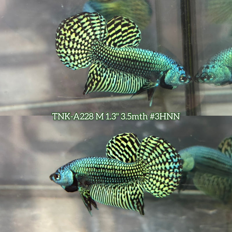 Live Male Betta Green Alien Hybrid Wild Plakat (TNK-A228)S201 High quality What you see What you get!!