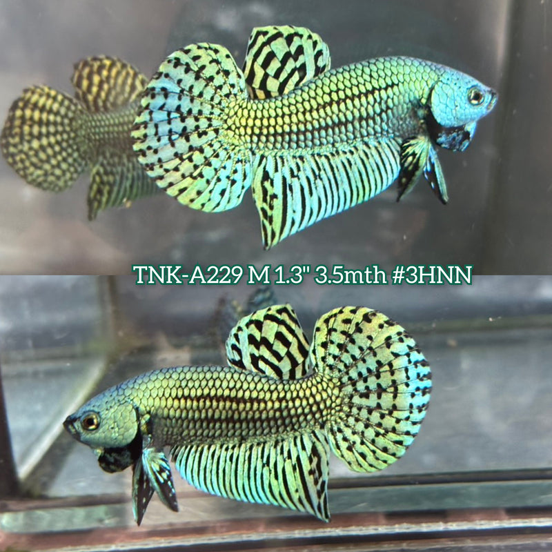 Live Male Betta Green Alien Hybrid Wild Plakat (TNK-A229) High quality What you see What you get!!