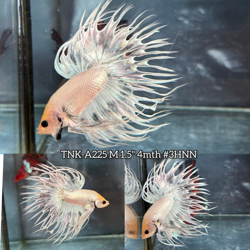 Live Male Betta Fancy Grizzle Pastel Colors Spider Crowntail (TNK-A225)S125 High quality What you see What you get!!