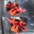Live Female Betta Galaxy Nemo Halfmoon (TNK-A233) High quality What you see What you get!!