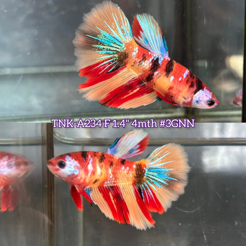 Live Female Betta Galaxy Nemo Halfmoon (TNK-A234)S134 High quality What you see What you get!!