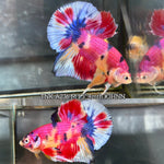 Live Male Betta Candy Sweet Metallic Plakat (TNK-A236) High quality What you see What you get!!