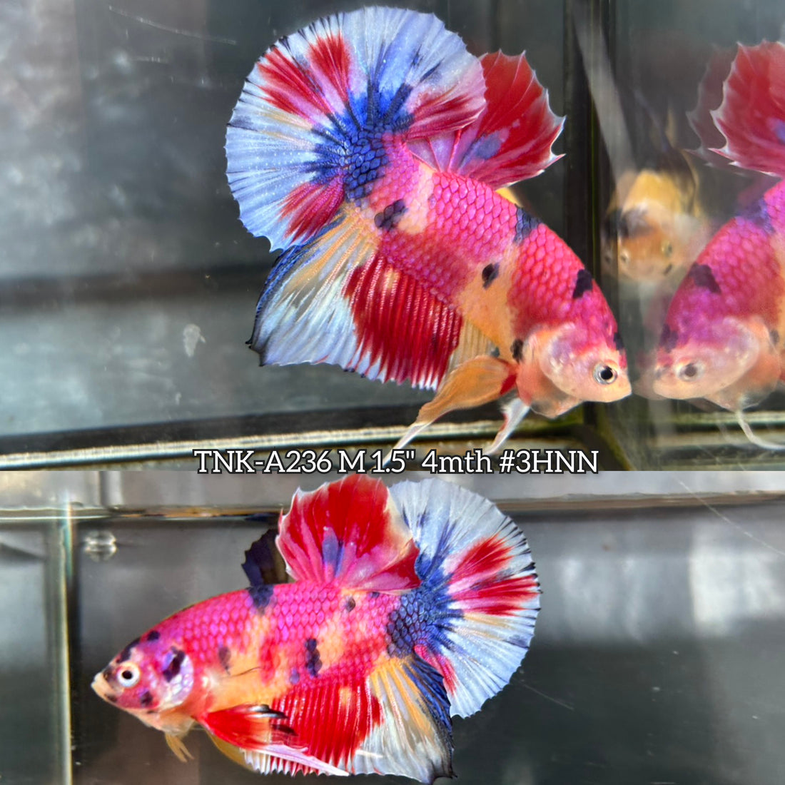 Live Male Betta Candy Sweet Metallic Plakat (TNK-A236) High quality What you see What you get!!