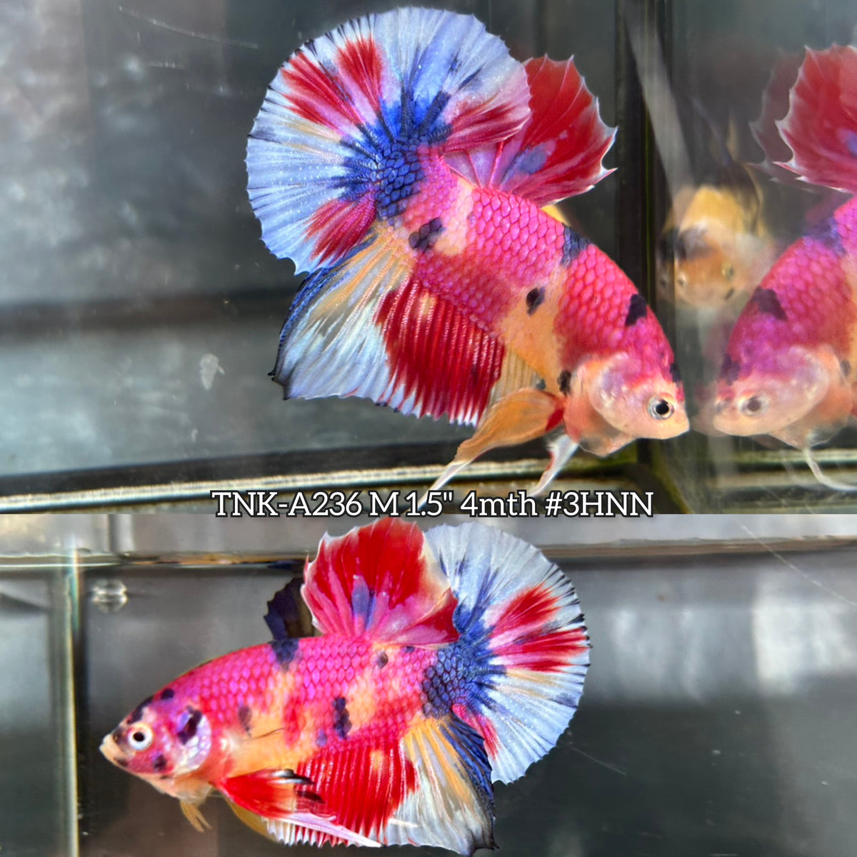 Live Male Betta Candy Sweet Metallic Plakat (TNK-A236) High quality Wh ...