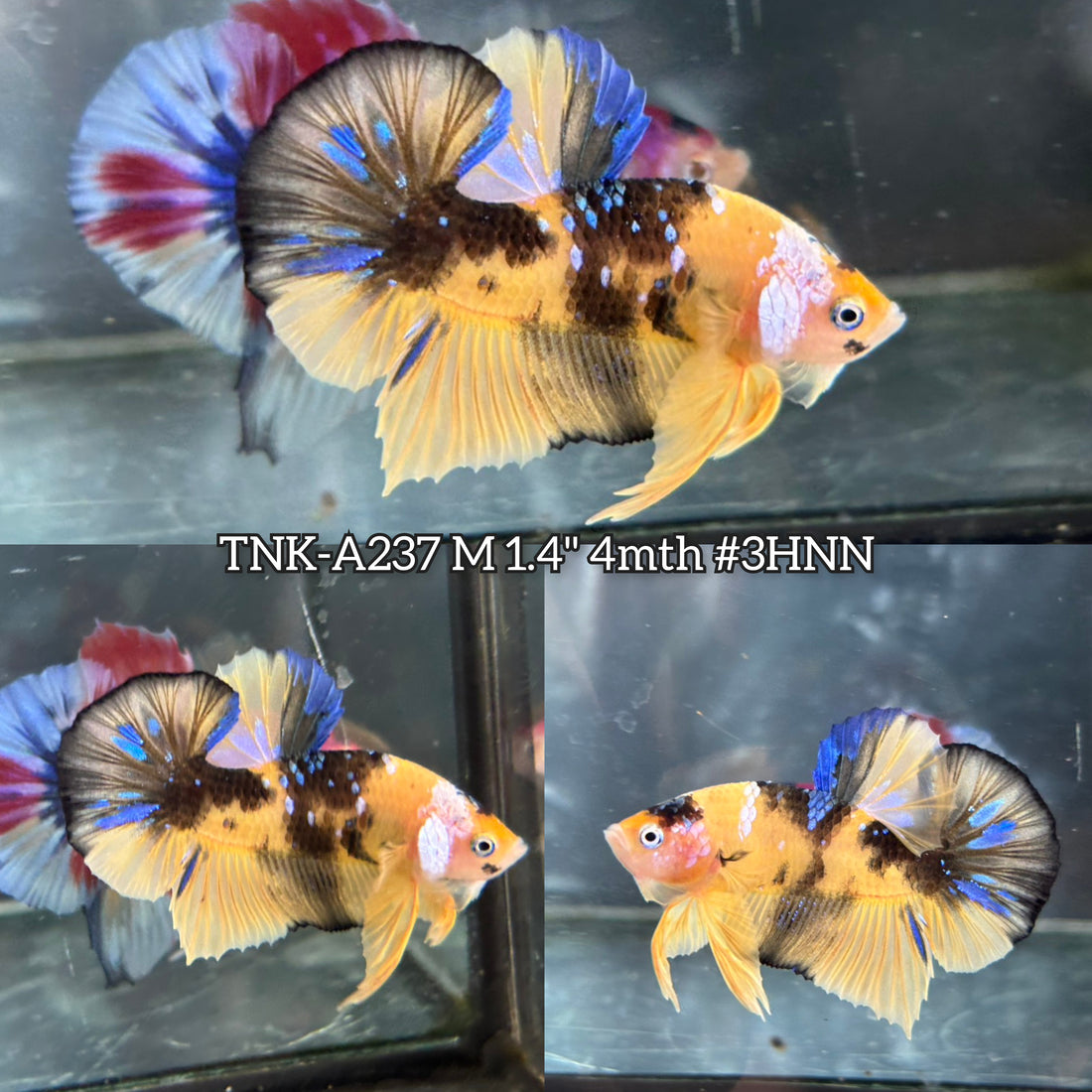 Live Male Betta Yellow Galaxy Tiger Koi Plakat (TNK-A237) High quality What you see What you get!!