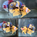 Live Male Betta Yellow Galaxy Tiger Koi Plakat (TNK-A237) High quality What you see What you get!!