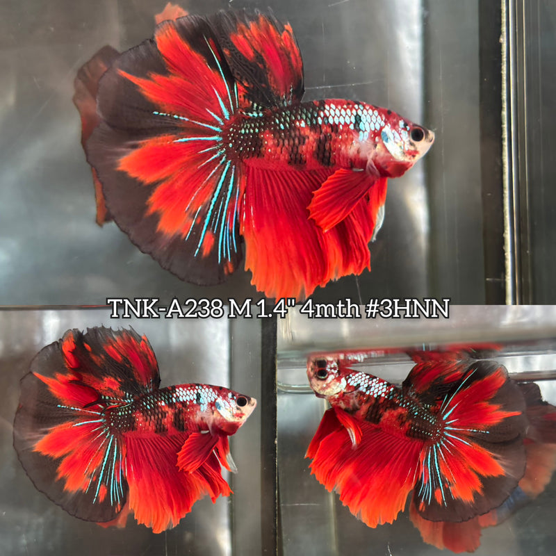 Live Male Betta Red Galaxy Koi Halfmoon (TNK-A238) High quality What you see What you get!!