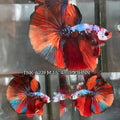 Live Male Betta Galaxy Nemo Over Halfmoon (TNK-A239) High quality What you see What you get!!