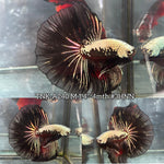Live Male Betta Black Samurai Halfmoon (TNK-A240) High quality What you see What you get!!