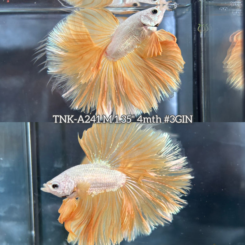Live Male Betta Yellow Gold Dragon Halfmoon Rosetail (TNK-A241)S049 High quality What you see What you get!!