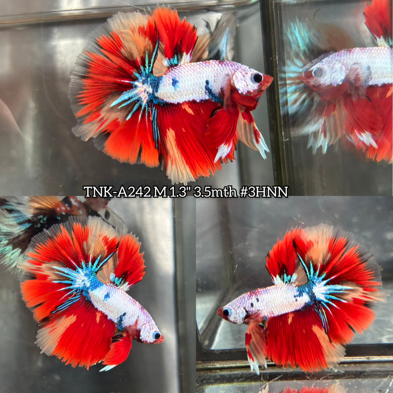 Live Male Betta Fancy Red Koi Halfmoon (TNK-A242)S138 High quality what you see what you get!!
