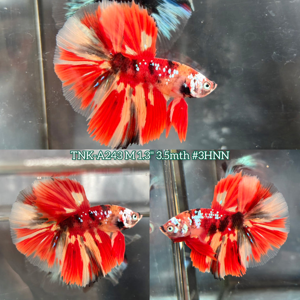 Live Male Betta Galaxy Nemo Fire Halfmoon (TNK-A243)S133 High