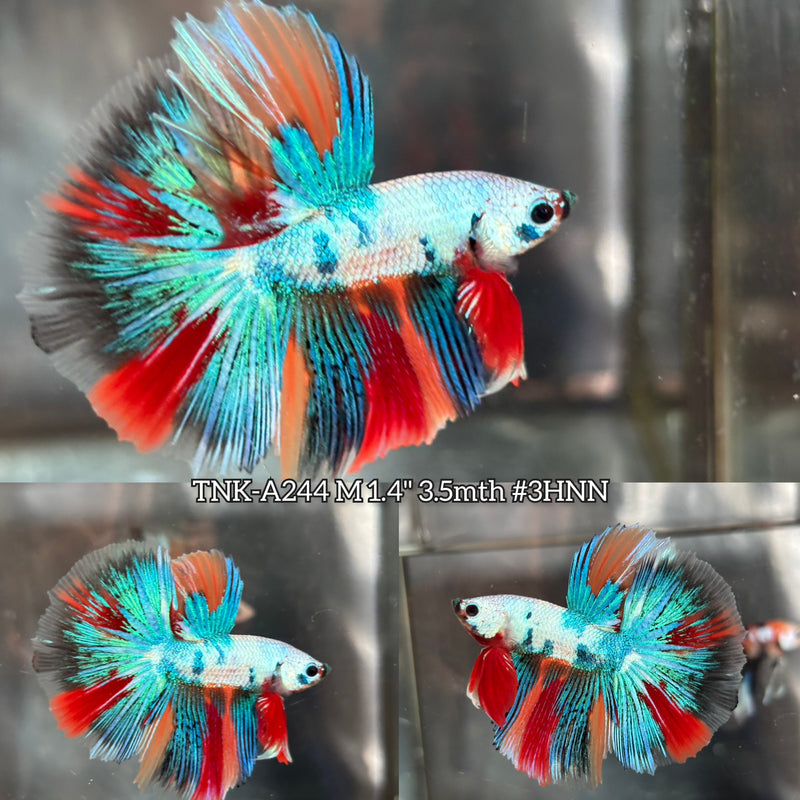 Live Male Betta Candy marble mixed colors Halfmoon (TNK-A244)S098 High quality what you see what you get!!