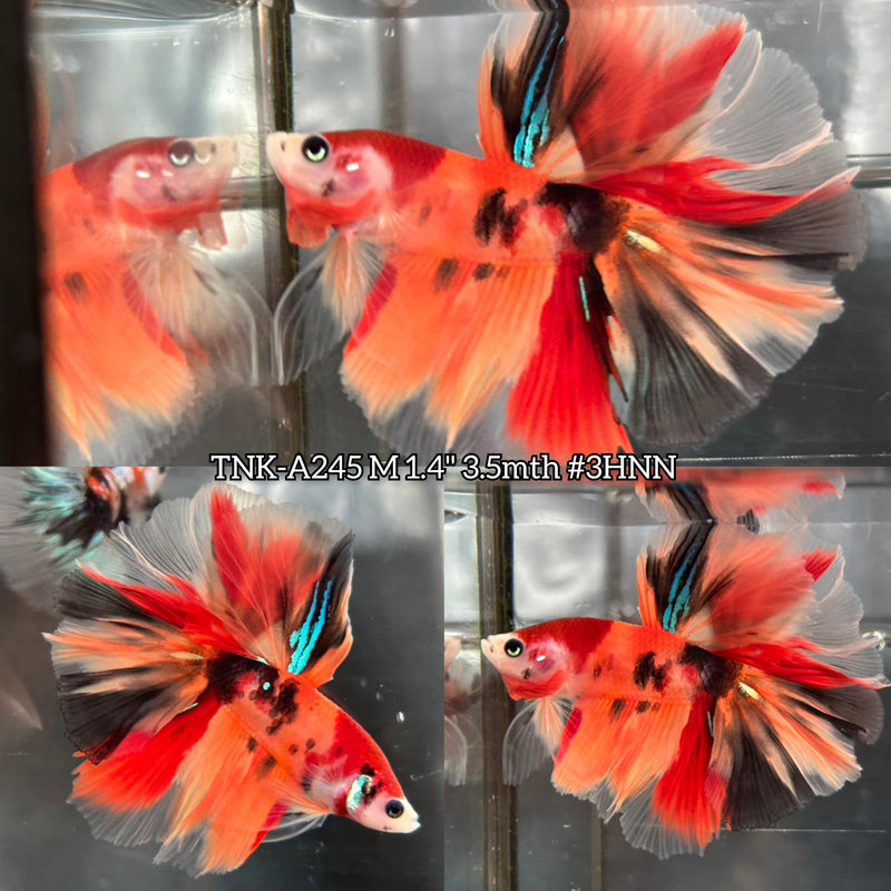 Live Male Betta Classic Nemo Koi Halfmoon (TNK-A245)S243 High quality what you see what you get!!