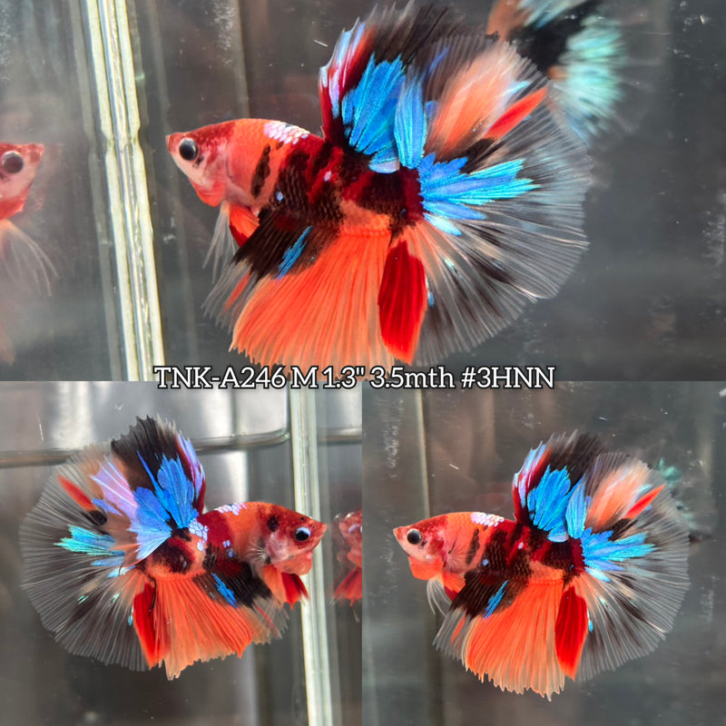 Live Male Betta Galaxy Nemo Koi Over Halfmoon (TNK-A246)S096 High quality what you see what you get!!