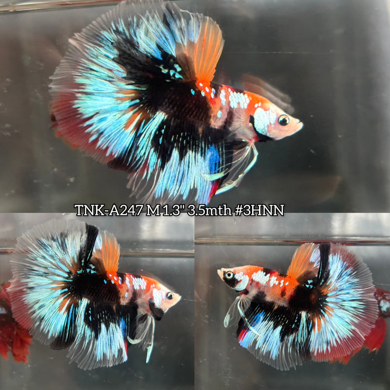 Live Male Betta Galaxy Black Koi Halfmoon (TNK-A247) High quality what you see what you get!!