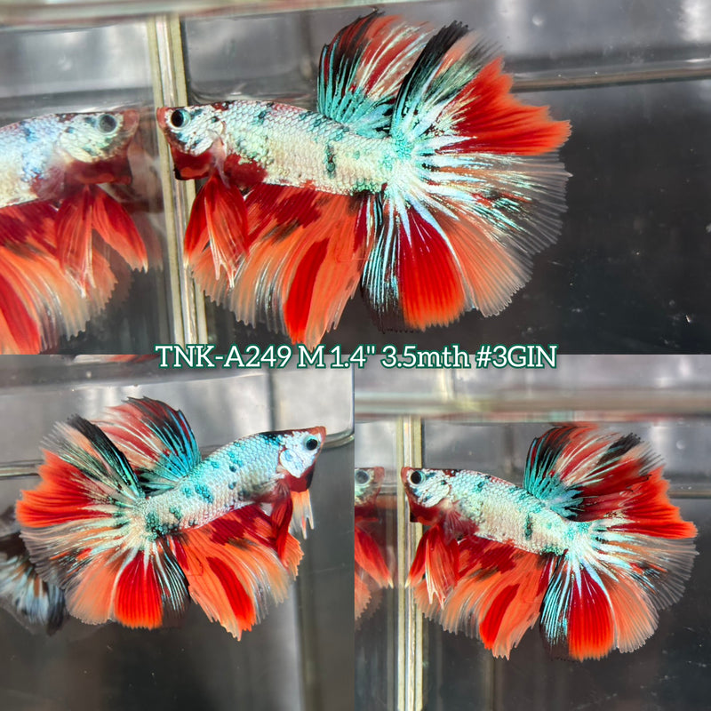 Live Male Betta Fancy Marble Tri-Colors Halfmoon (TNK-A249)S144 High quality what you see what you get!!