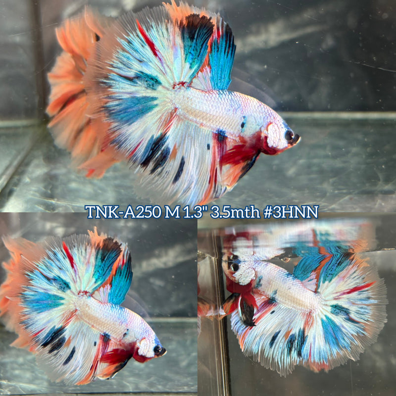 Live Male Betta Fancy Marble Tri-Colors Halfmoon (TNK-A250)S071 High quality what you see what you get!!