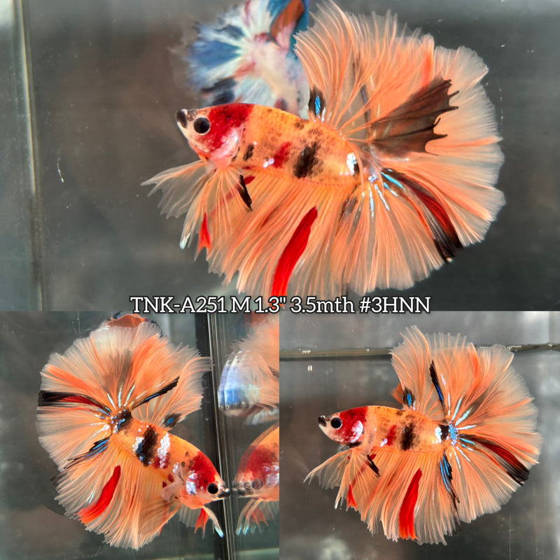 Live Male Betta Orange Nemo Koi Over Halfmoon (TNK-A251)S096 High quality what you see what you get!!