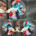 Live Male Betta Candy Multi- Colors Halfmoon (TNK-A252) High quality what you see what you get!!