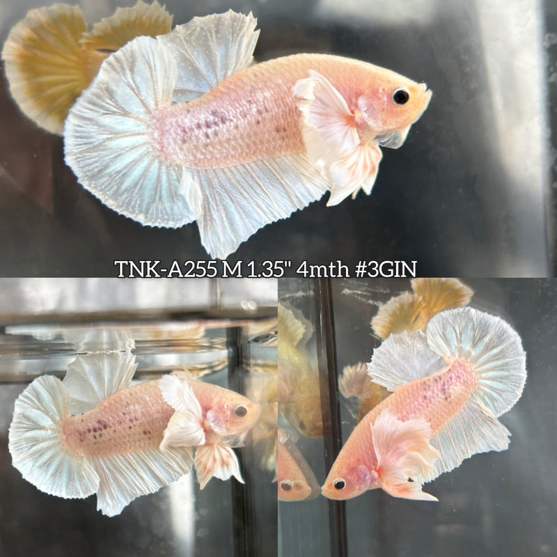 Live Male Betta Fancy Light Colors Dumbo big ear Plakat (TNK-A255)S063 High quality what you see what you get!!