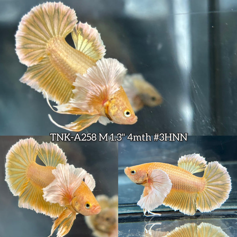 Live Male Betta Fancy Yellow Gold Light Colors Dumbo big ear Plakat (TNK-A258)S285 High quality what you see what you get!!