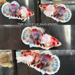 Live Female Betta Fancy Koi Multi-Colors Dumbo big ear Plakat (TNK-A259) High quality what you see what you get!!