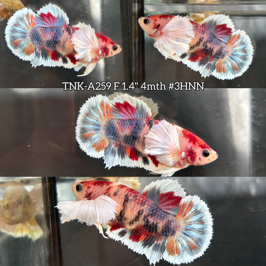 Live Female Betta Fancy Koi Multi-Colors Dumbo big ear Plakat (TNK-A259) High quality what you see what you get!!