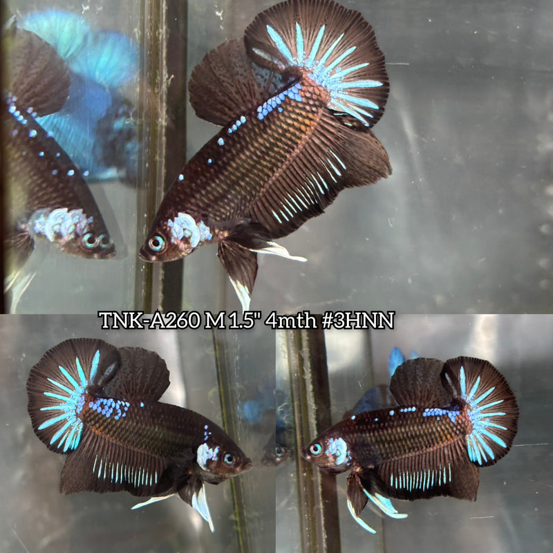 Live Male Betta Black Samurai Mamba Plakat (TNK-A260)S284 High quality what you see what you get!!