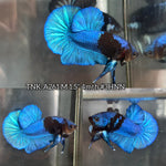 Live Male Betta Blue Black Avatar Plakat (TNK-A261) High quality what you see what you get!!